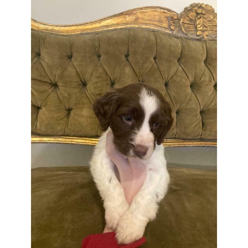 Cocker spaniel puppy