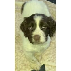 Cocker spaniel puppy