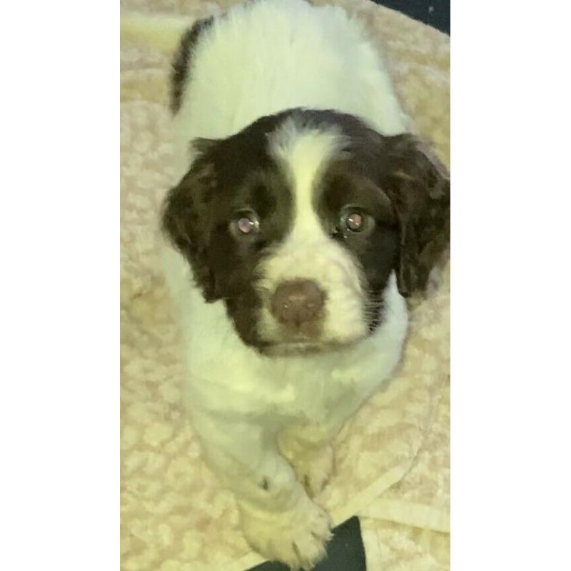 Cocker spaniel puppy