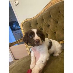 Cocker spaniel puppy