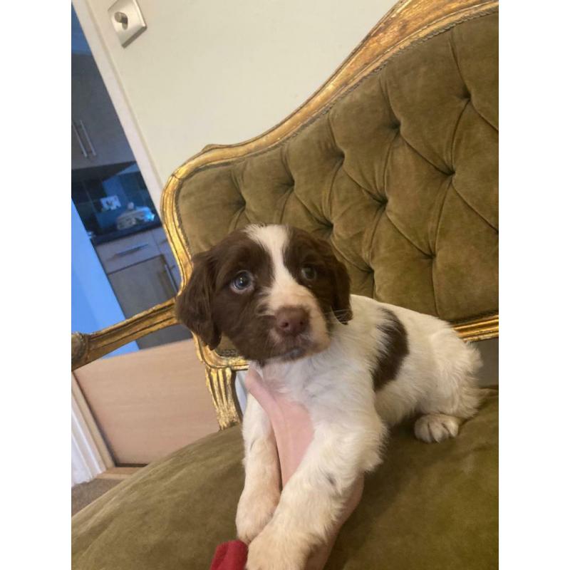 Cocker spaniel puppy