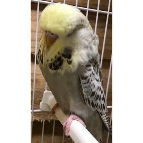 Budgies from quails blood line