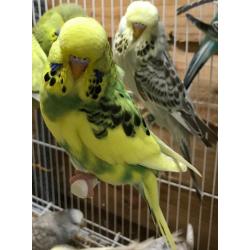 Budgies from quails blood line