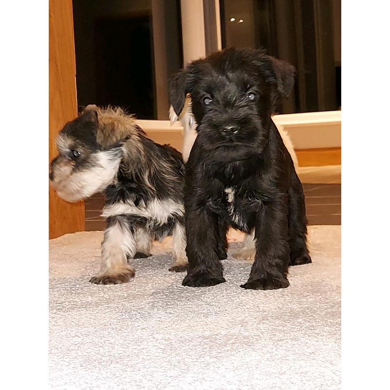 Miniature Schnauzers Puppies