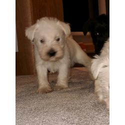 Miniature Schnauzers Puppies
