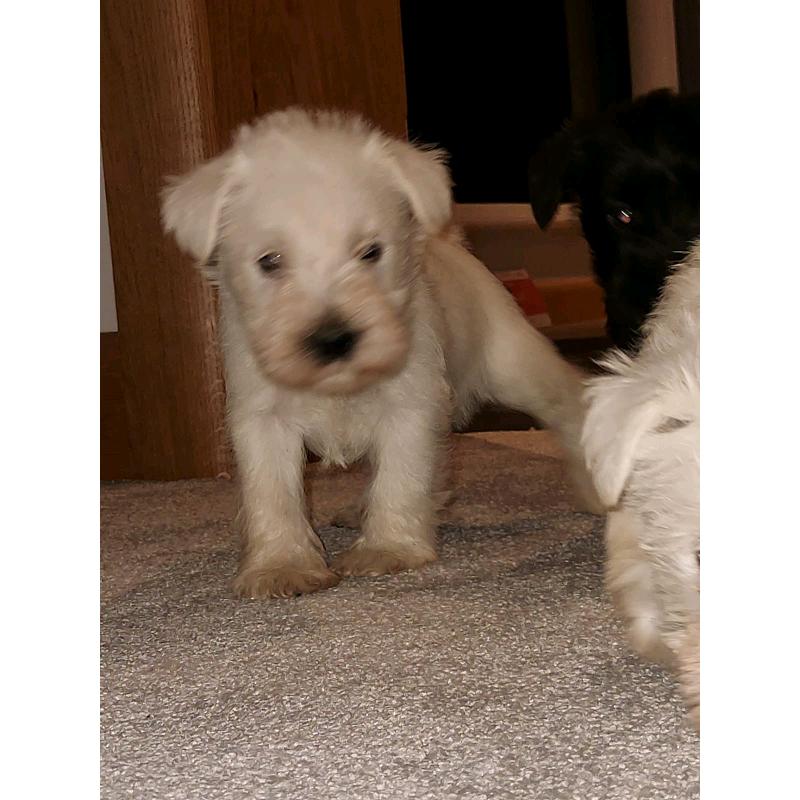 Miniature Schnauzers Puppies
