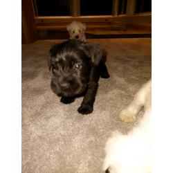 Miniature Schnauzers Puppies