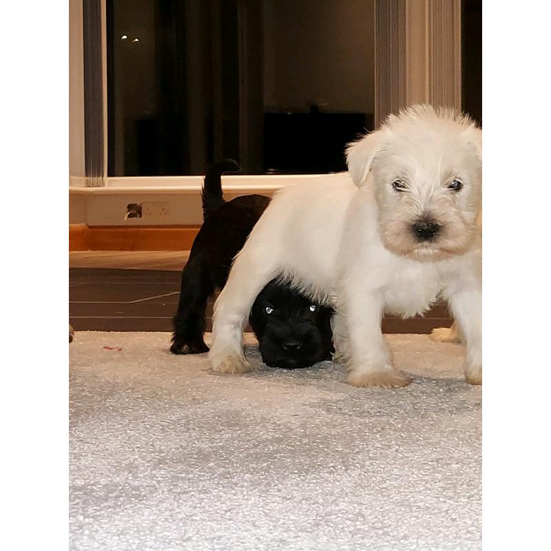 Miniature Schnauzers Puppies