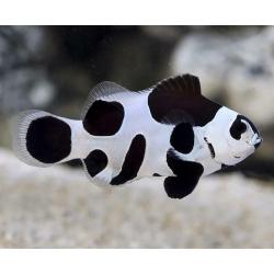 Black storm Clownfish PAIR