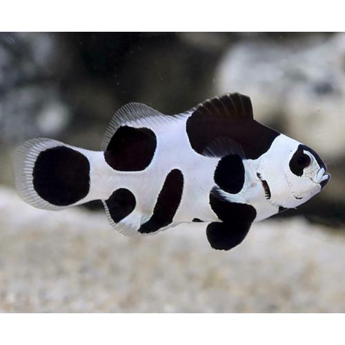Black storm Clownfish PAIR