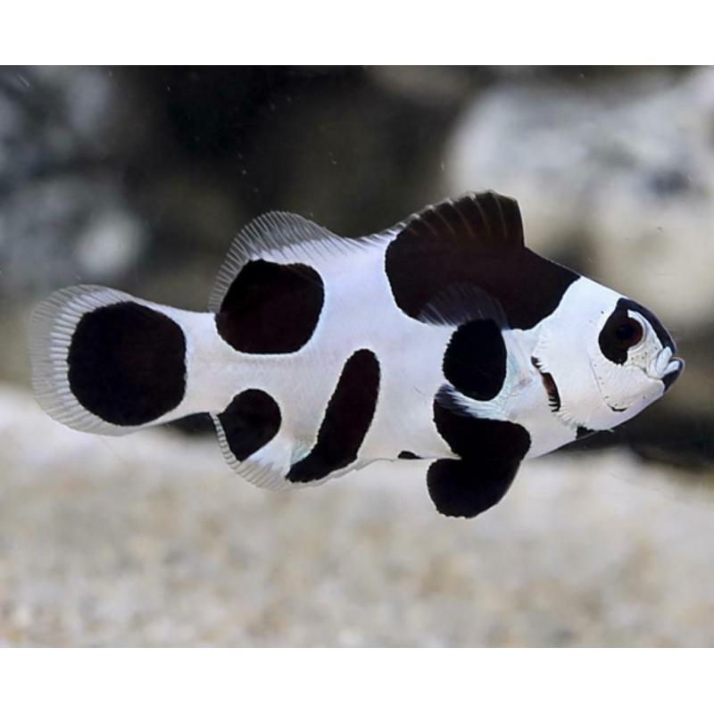 Black storm Clownfish PAIR