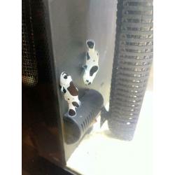 Black storm Clownfish PAIR