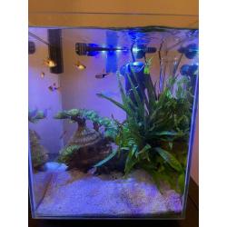 Fluval Chi 19L fish tank aquarium + Filter!