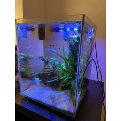 Fluval Chi 19L fish tank aquarium + Filter!
