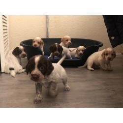 7 chunky cocker spaniel puppies