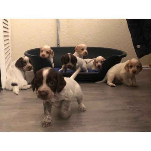 7 chunky cocker spaniel puppies