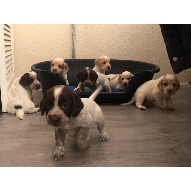 7 chunky cocker spaniel puppies