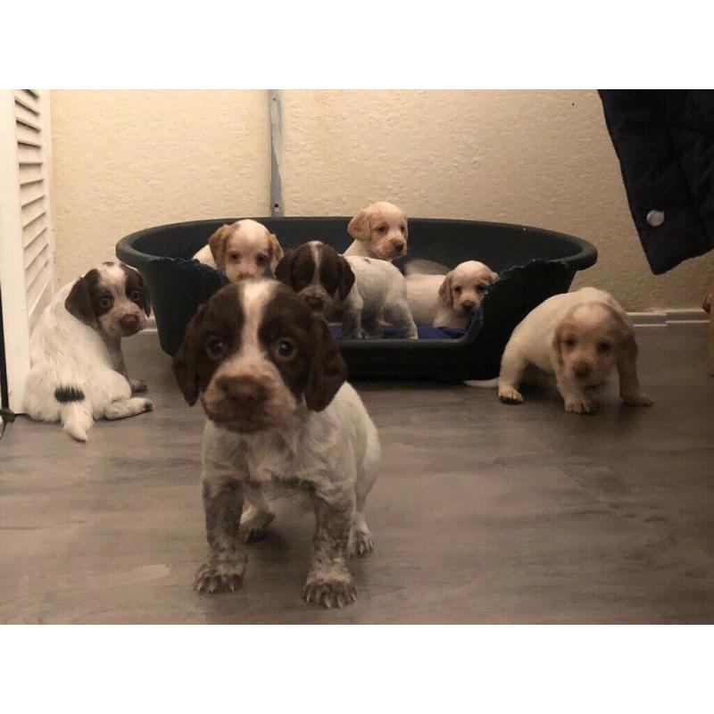 7 chunky cocker spaniel puppies