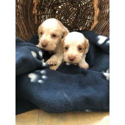 7 chunky cocker spaniel puppies