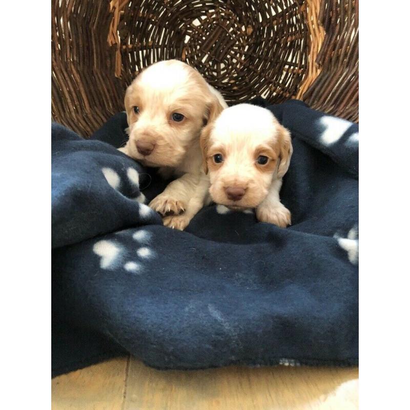 7 chunky cocker spaniel puppies