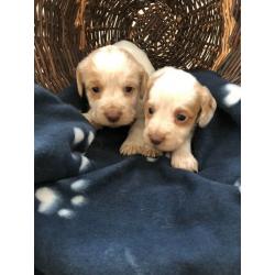 7 chunky cocker spaniel puppies