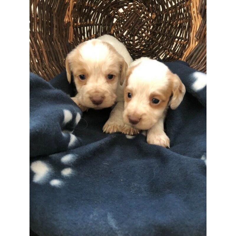 7 chunky cocker spaniel puppies